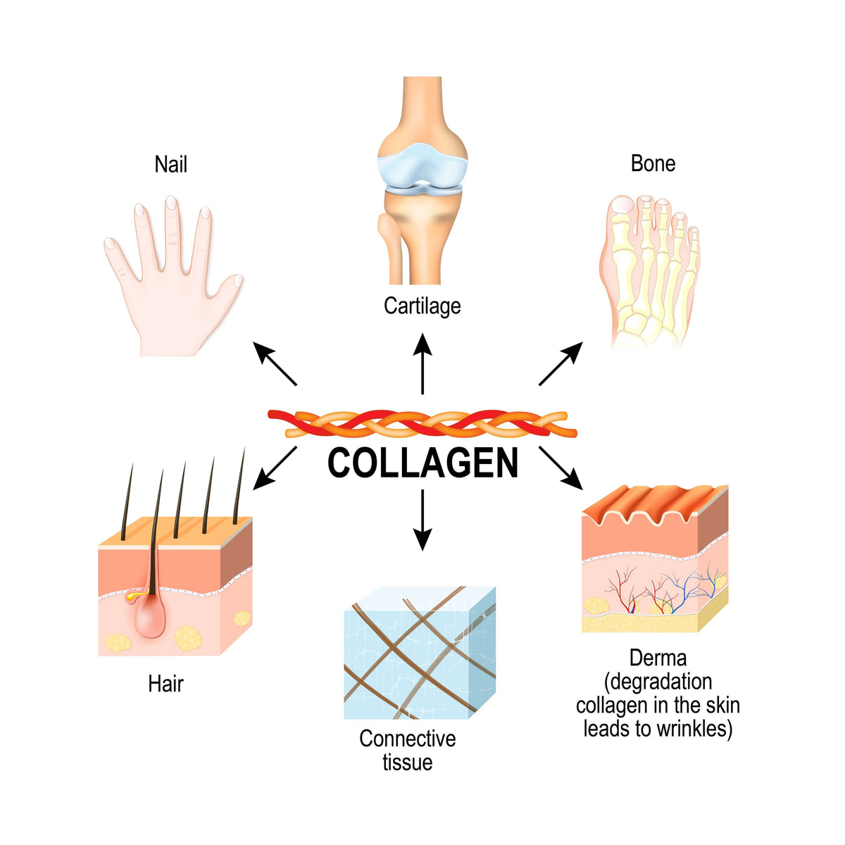 What Are the Advantages of Collagen Supplements?